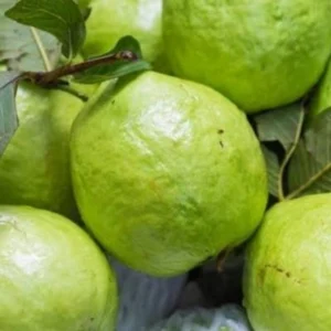 Guava (Amrud)